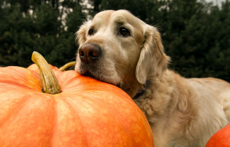 19 Safe and Nutritious Vegetables Dogs Can Enjoy 10 Pumpkin