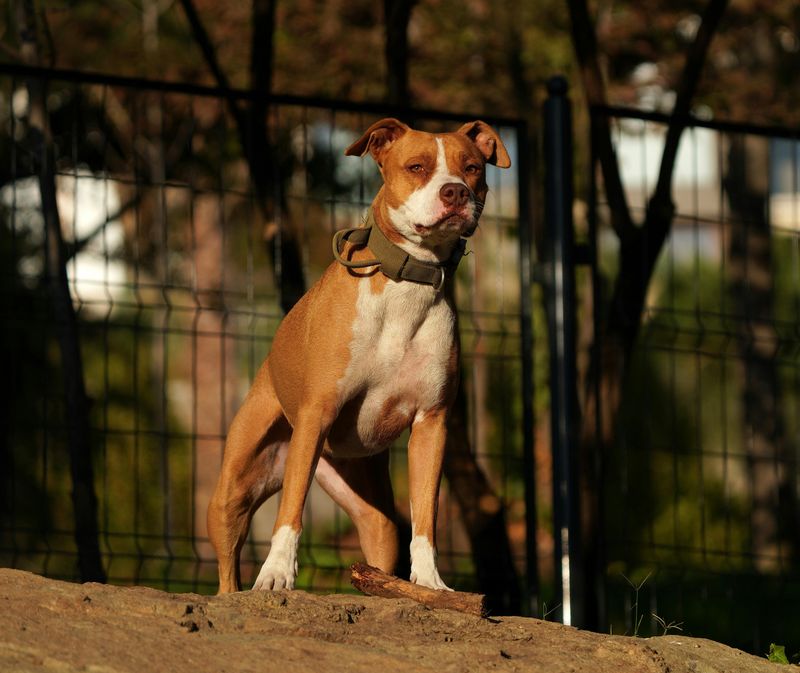 15 Dog Breeds That Rarely Get Adopted and Too Often End Up Growing Old in Shelters 2 American Pit Bull Terrier