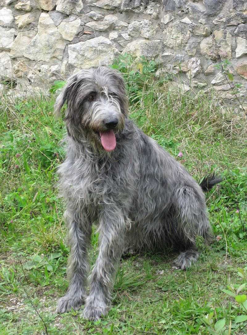 These giant balls of fur can stop strangers in their tracks - and their personalities keep people interested 12 Irish Wolfhound