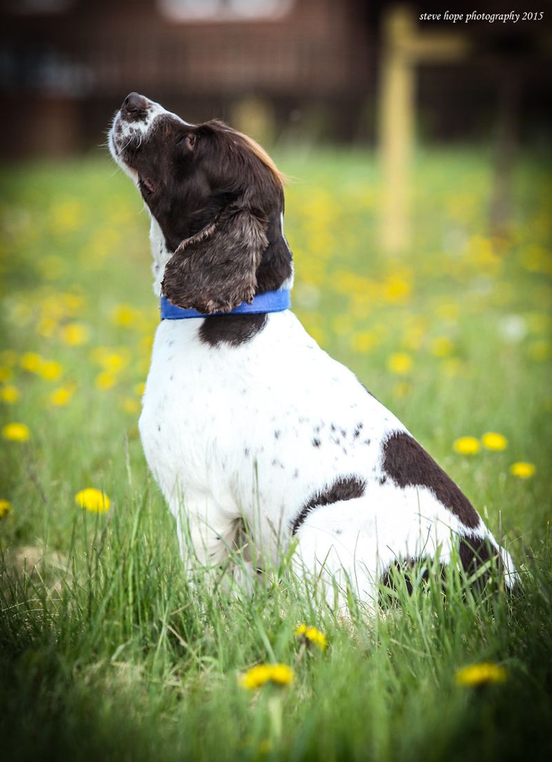 English Springer Spaniel