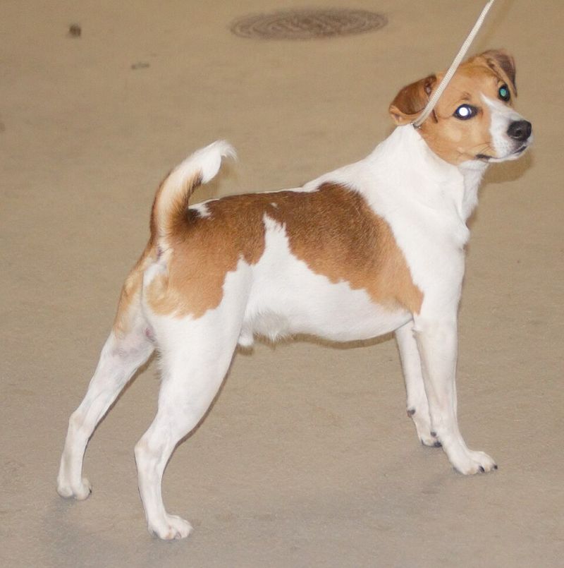 Danish-Swedish Farmdog