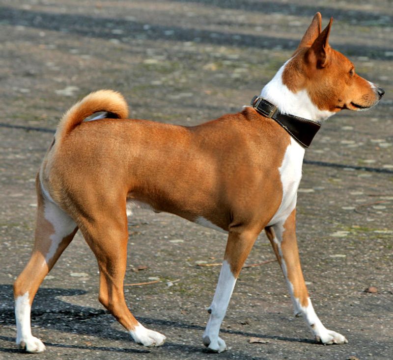 Some dogs climb into your lap - These 10 breeds may prefer loving you from across the room 7 Basenji