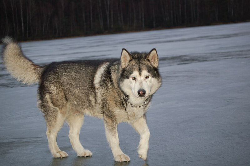 These 13 gorgeous dog breeds have stories far tougher than their appearance suggests 3 Alaskan Malamute