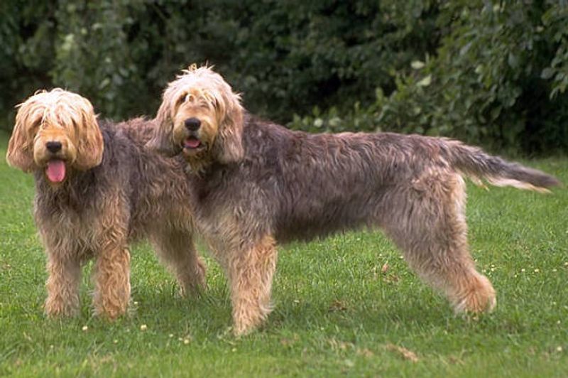 12 dogs with remarkable histories that fewer people encounter with every generation 11 Otterhound
