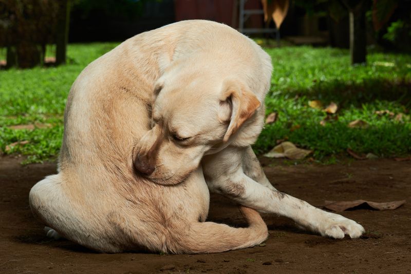 Excessive licking from stress