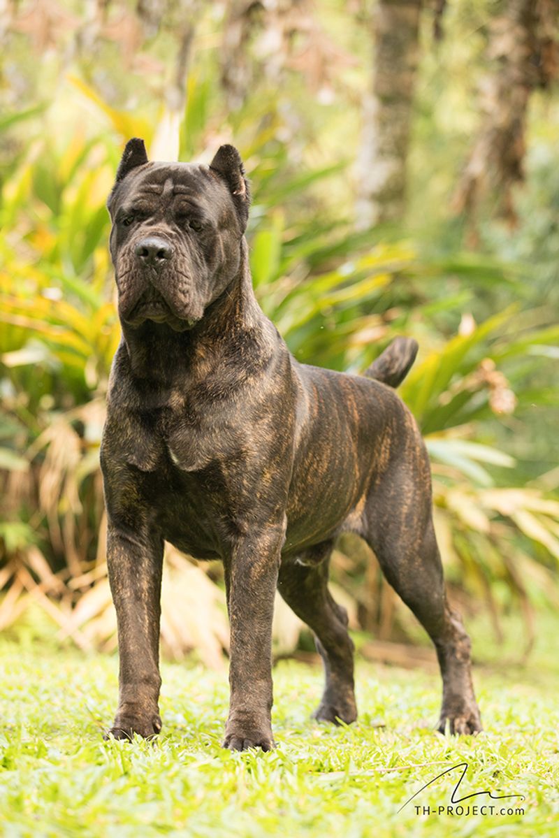 That dog doing absolutely nothing in the corner? It may be watching everything 5 Cane Corso