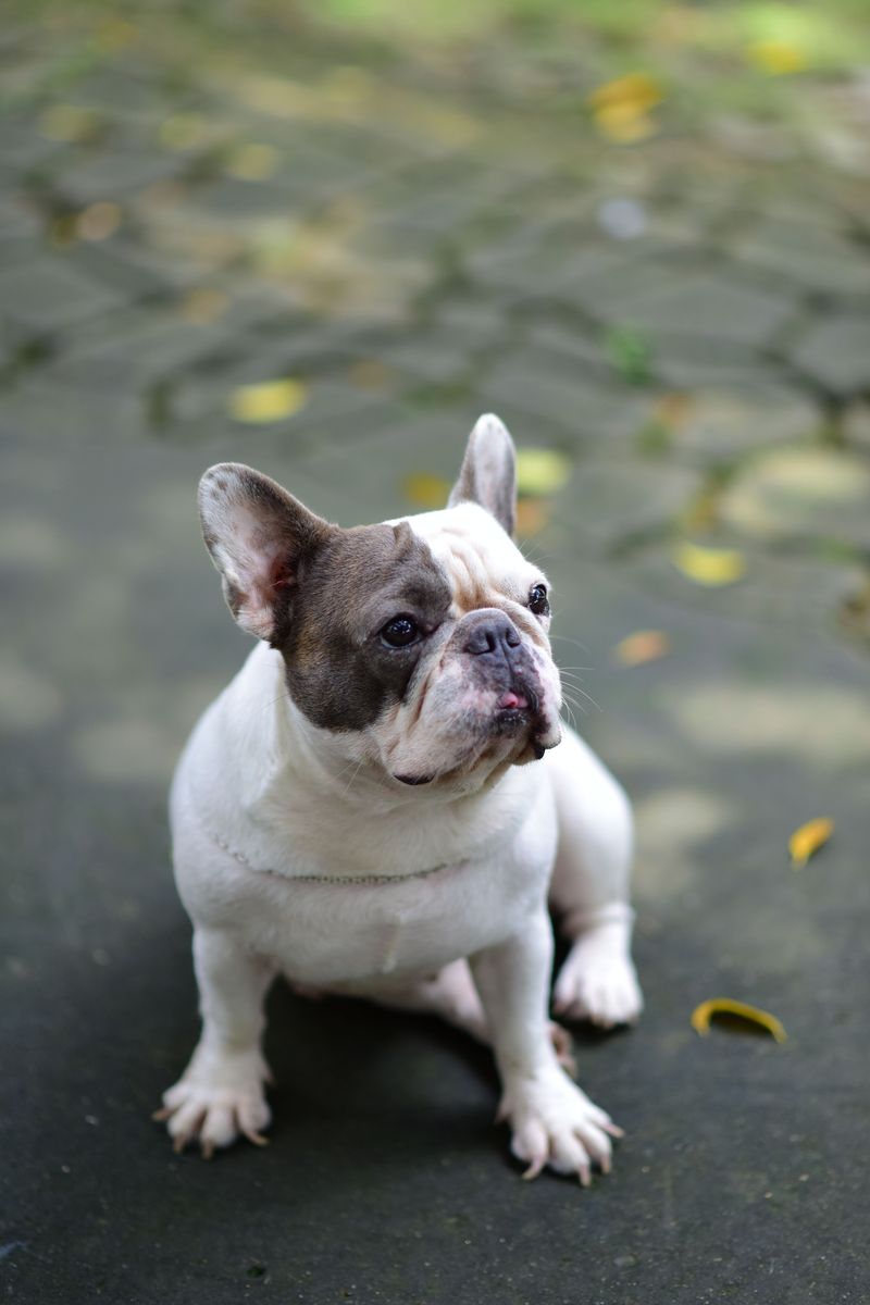 These dog breeds are finding their place in the lives of younger city owners 2 French Bulldog - small, sturdy, and social