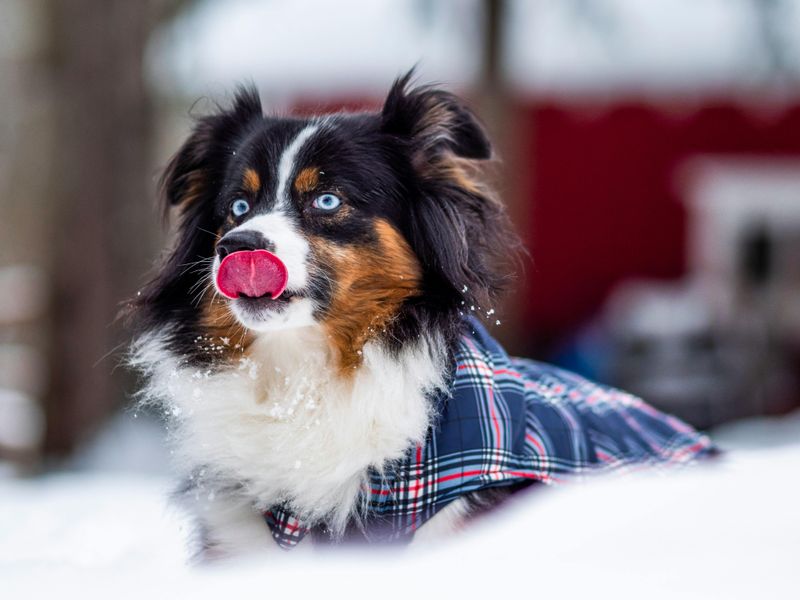 Australian Shepherd