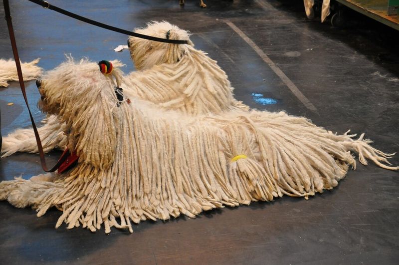 19 dog breeds that stand out the most in crowded public places without even trying 18 Komondor