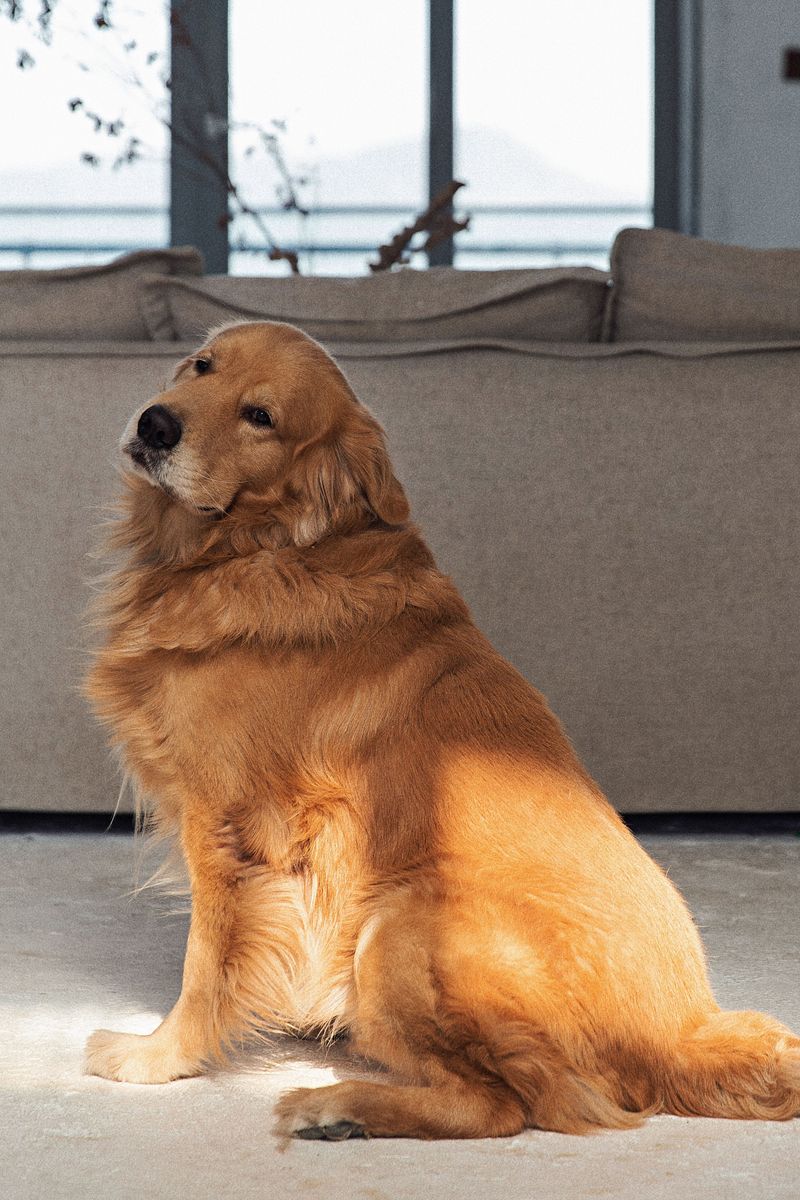 Golden Retriever: Sunshine on Four Legs