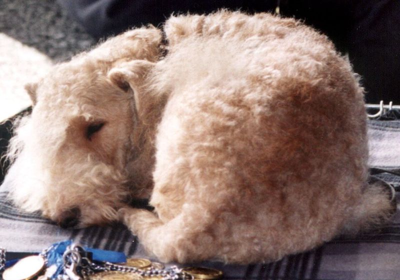 Lakeland Terrier