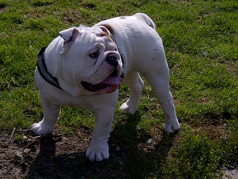 These 10 dog breeds would rather be sleeping right now - these 4 have other plans 4 English Bulldog