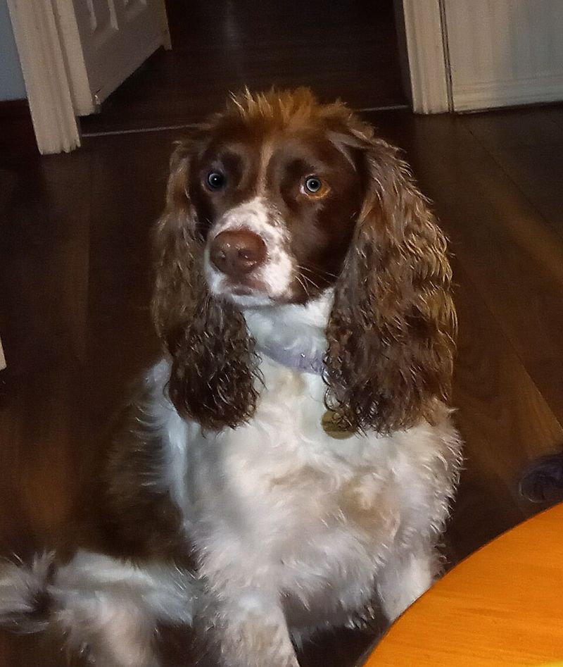 12 dog breeds that calm down faster with predictable routines 4 English Springer Spaniel