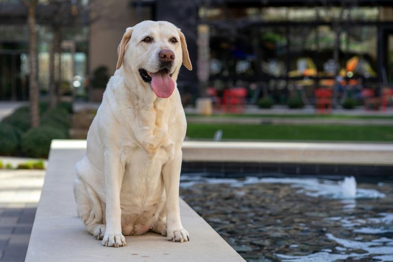 12 gentle dogs that bring emotional warmth into every home they enter 3 Labrador Retriever