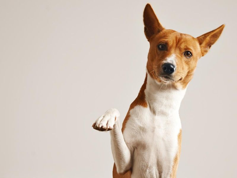 23 Dog Breeds That Need Early Socialization to Live Peacefully with Other Pets 24 Basenji