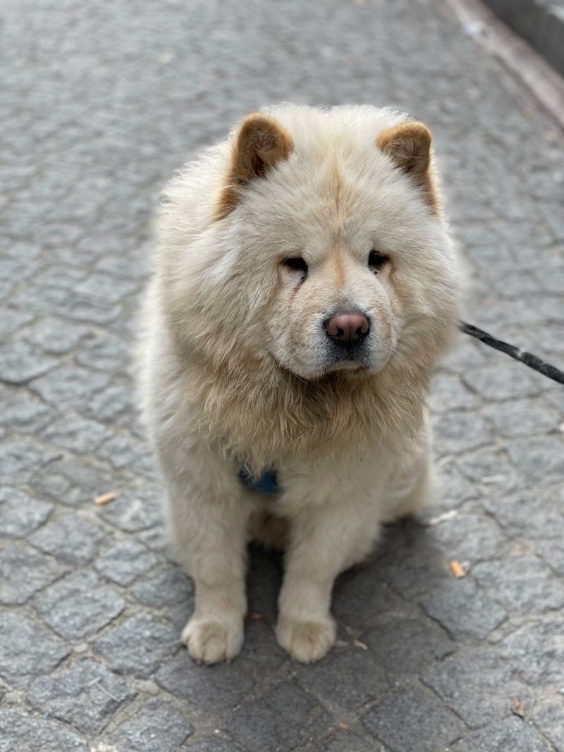 These breeds can enjoy companionship without needing a packed dog park to feel fulfilled 7 Chow Chow