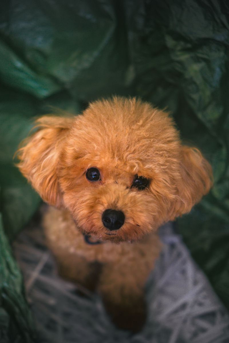 Toy Poodle - professor of puzzles