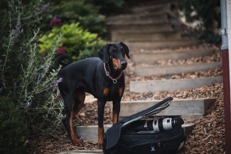 Doberman Pinscher