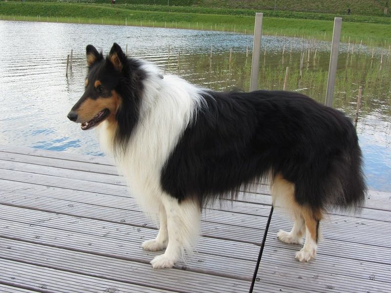 Collie
