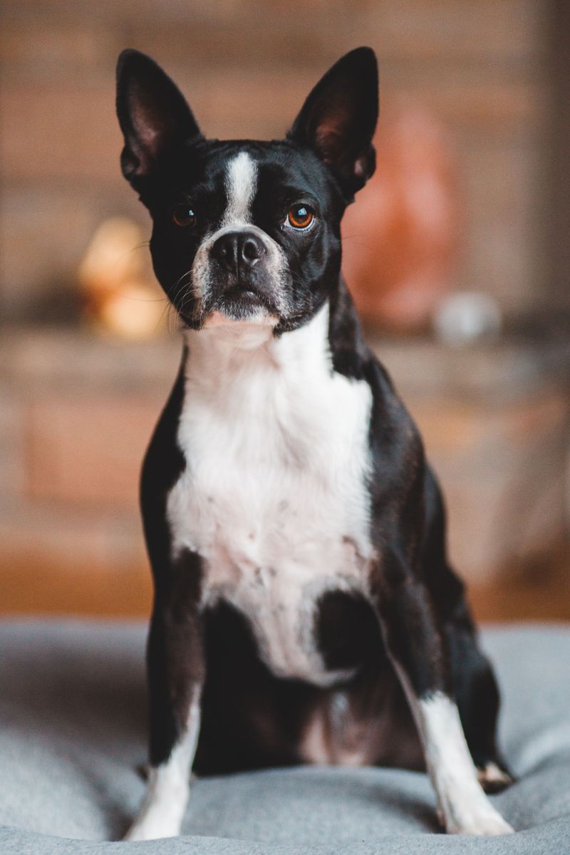 The family dog doesn't have to become another source of chaos - these breeds prove it 13 Boston Terrier