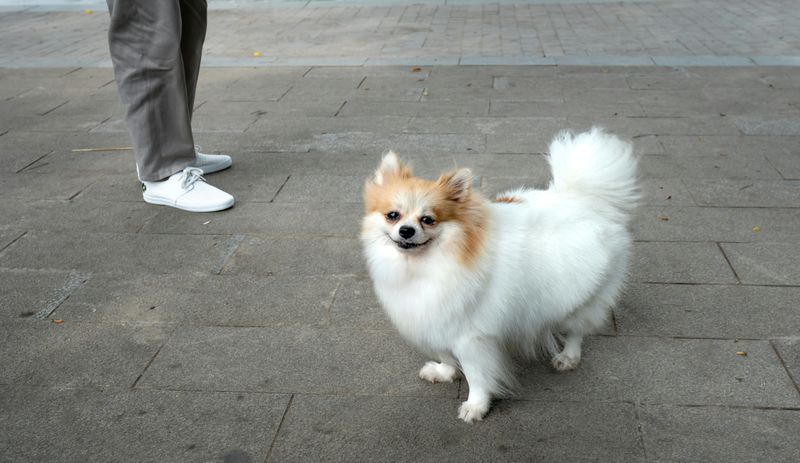 Pomeranian