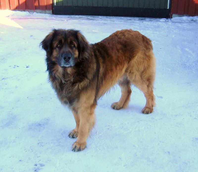 Leonberger