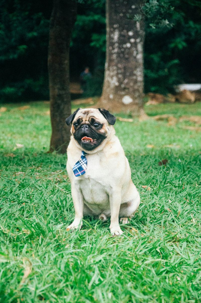 Pug