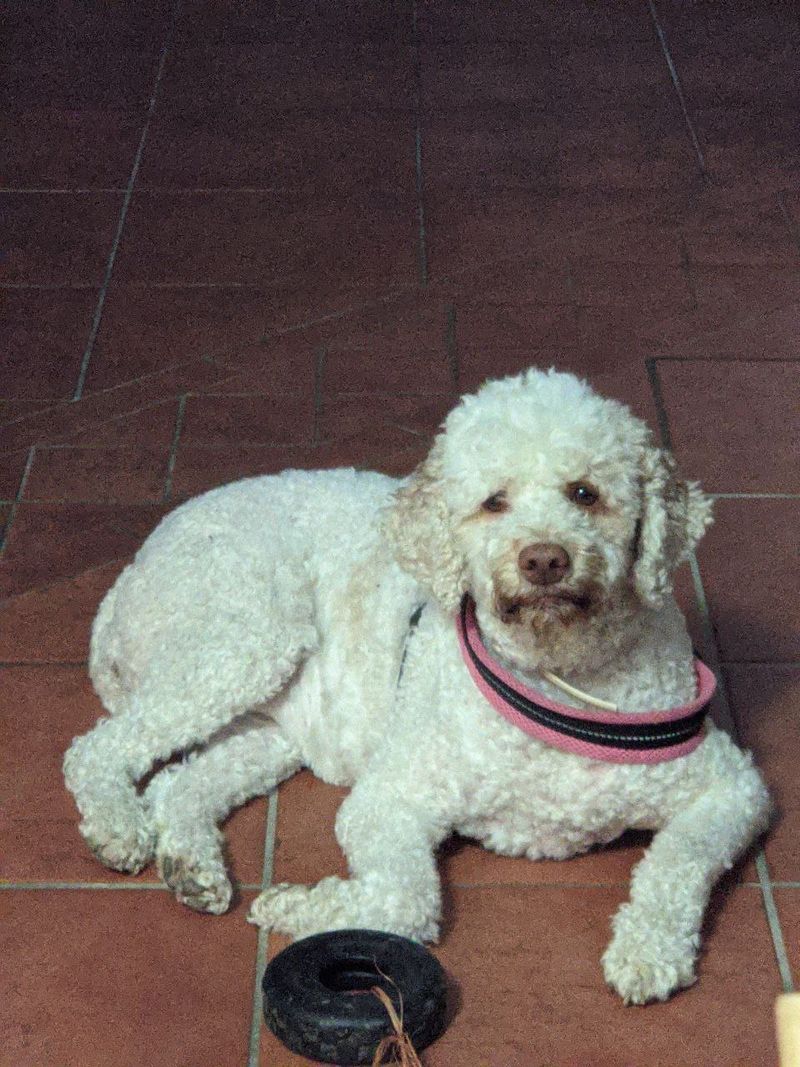 Lagotto Romagnolo