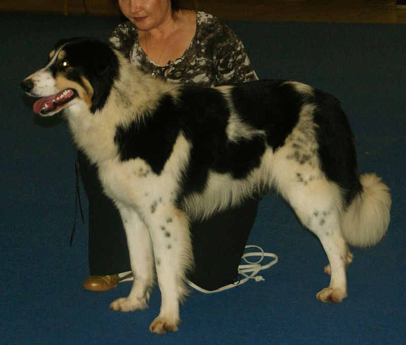 Aidi (Atlas Mountain Dog)
