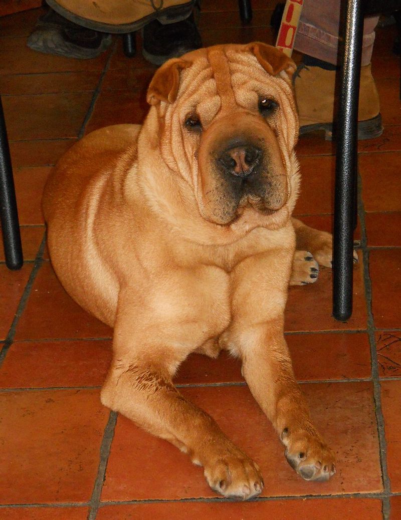Shar Pei