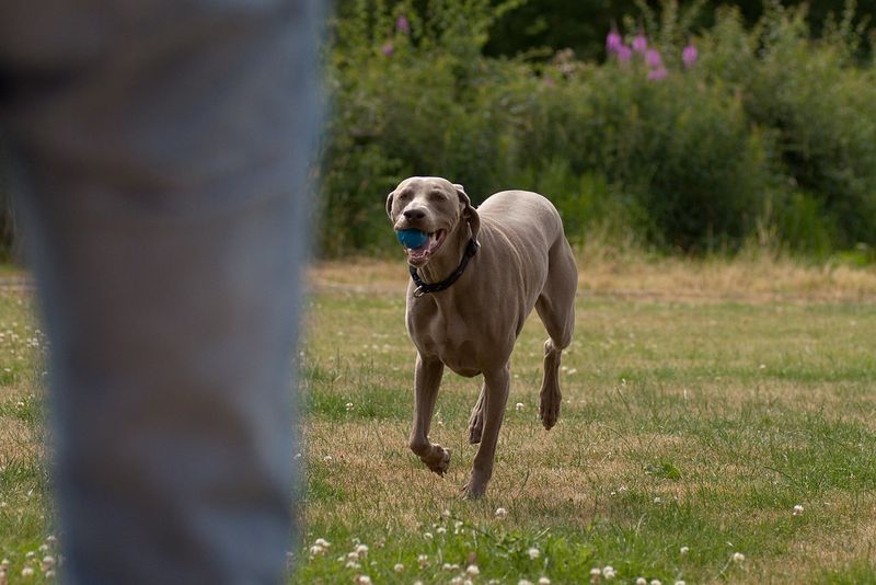 If dog odor is your biggest concern, these 12 dog breeds deserve a closer look 10 Weimaraner