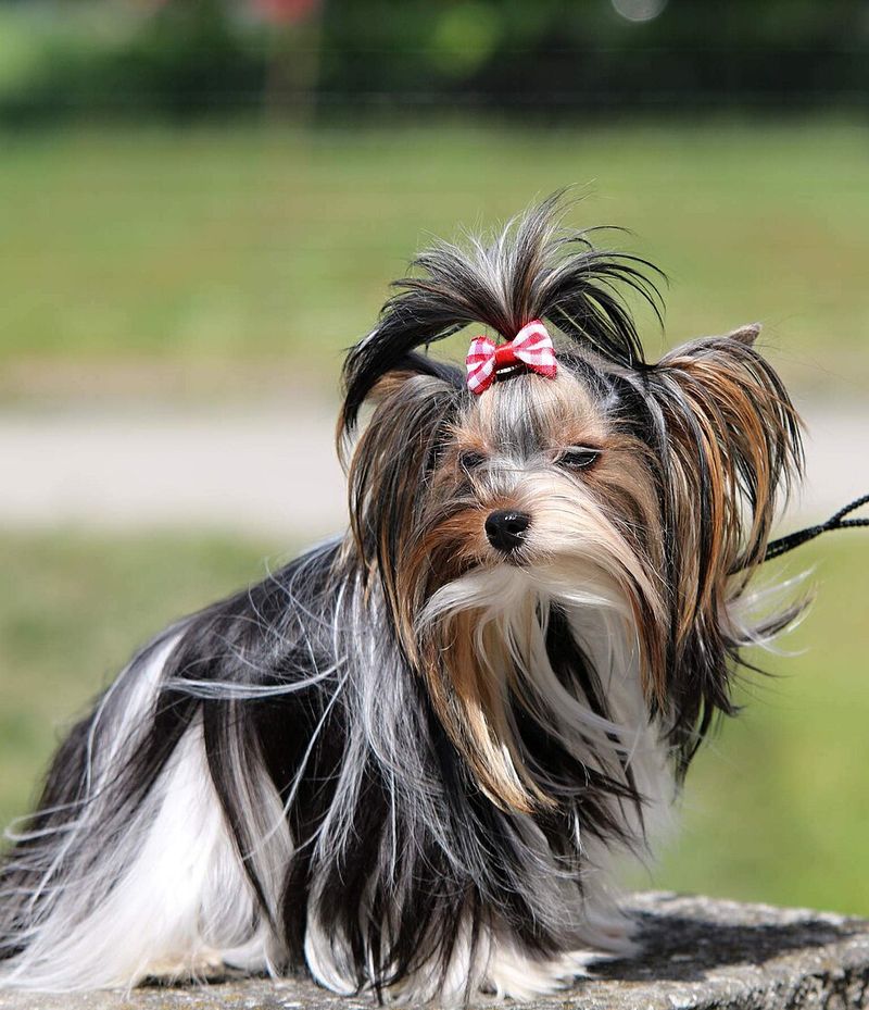 These 15 dog breeds want nothing to do with water 12 Yorkshire Terrier