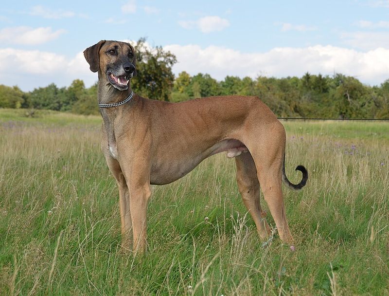 11 Dog Breeds That Commonly Struggle With Car Rides - What To Fix Before the Next Trip 3 Sloughi