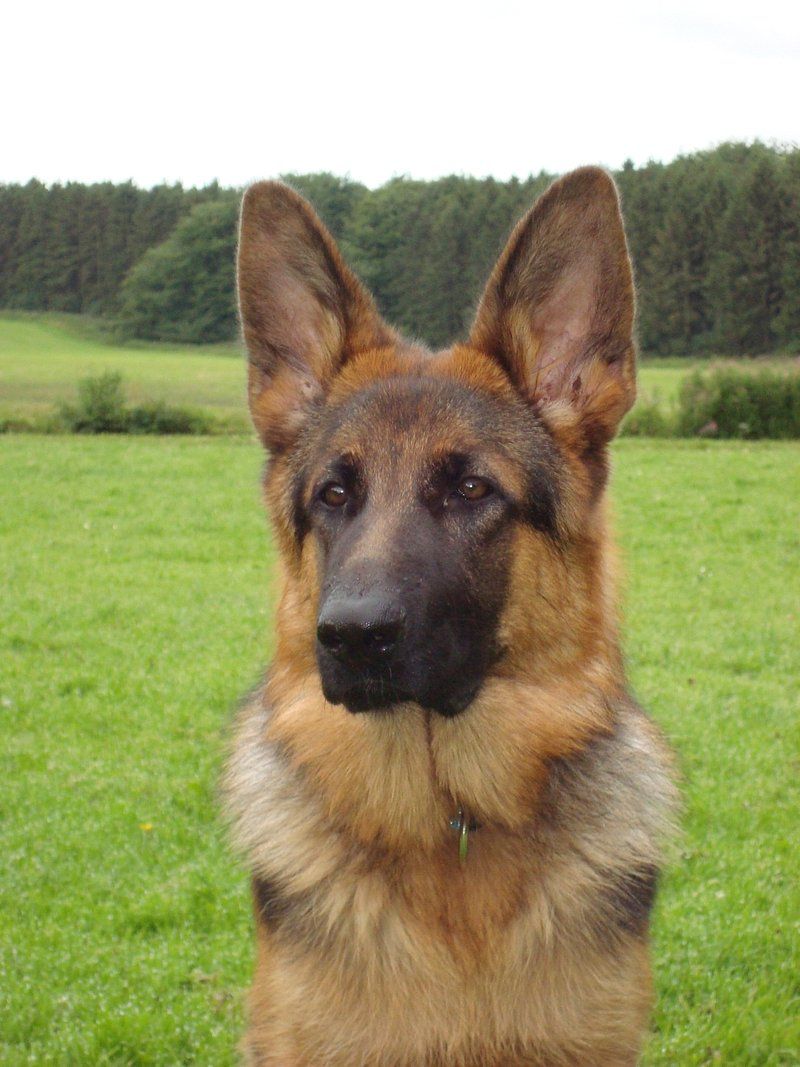 These 13 dog breeds would happily greet the mail carrier - These 2 would rather investigate first 15 German Shepherd