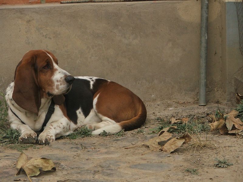 Basset Hound