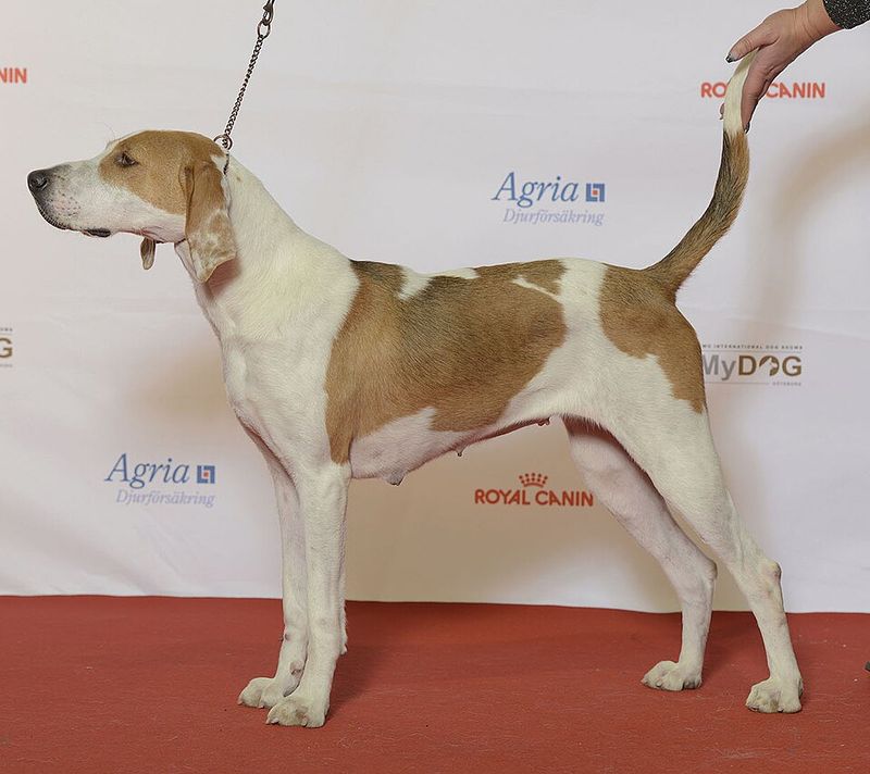 English Foxhound