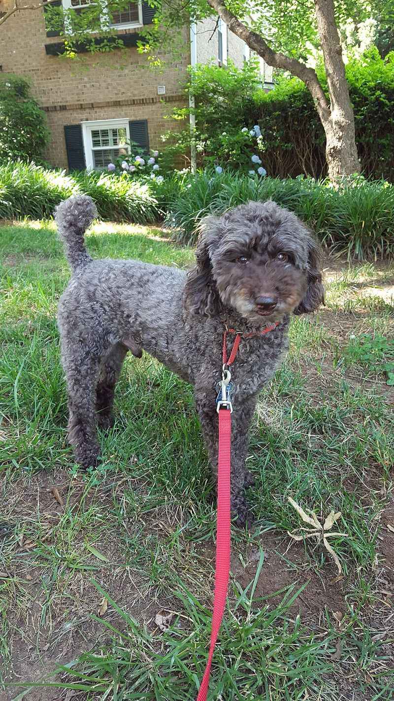 Poodle (Miniature)
