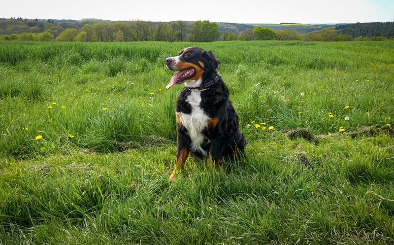 10 breeds worth loving despite the extra housekeeping - plus 3 that won't keep your vacuum nearly as busy 8 Bernese Mountain Dog: Swiss Farm Sweetheart