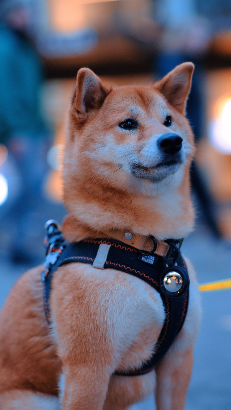 13 dogs that can turn basic obedience into a lesson in patience - until you find the right motivation 5 Shiba Inu