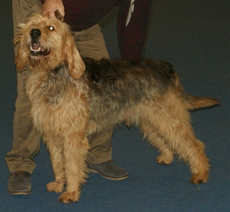26 Rare Dog Breeds You’ll Rarely Encounter but Won’t Forget 8 Otterhound