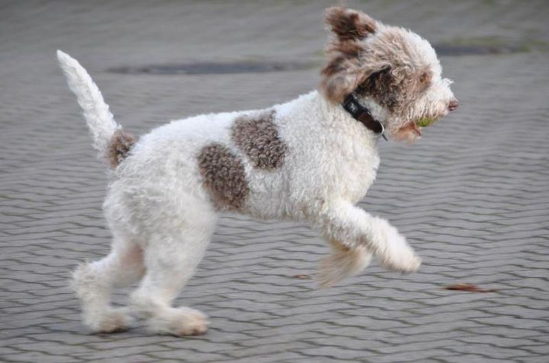 Lagotto Romagnolo
