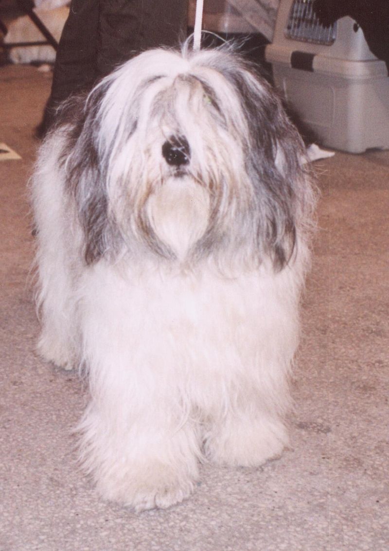 Polish Lowland Sheepdog