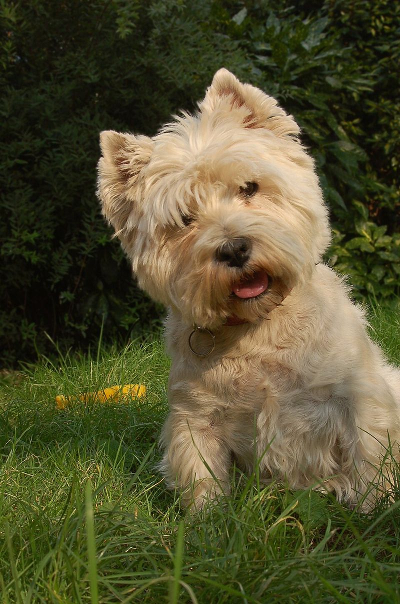 West Highland White Terrier