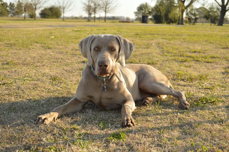 Weimaraner
