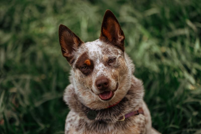 Australian Cattle Dog