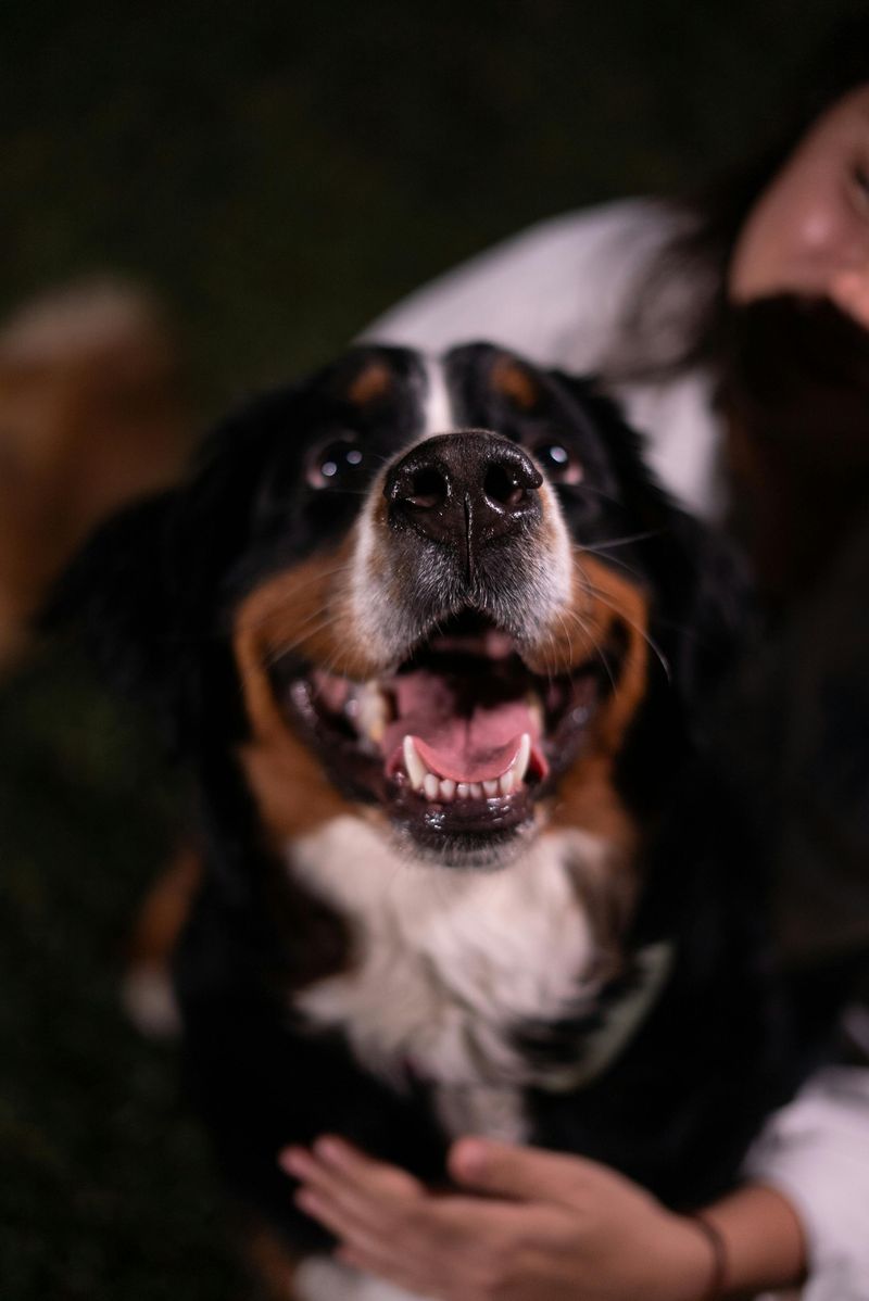 Bernese Mountain Dog