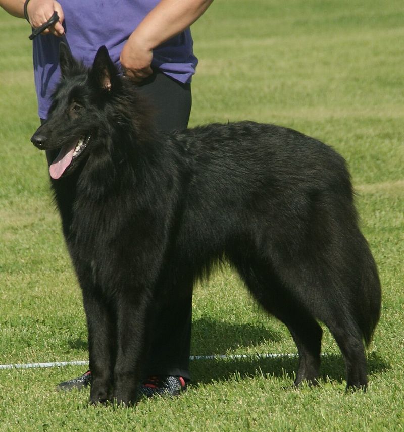 Owners Are Building “Decompression Zones” - 10 Breeds That Benefit Most From a Quiet Corner 2 Belgian Sheepdog