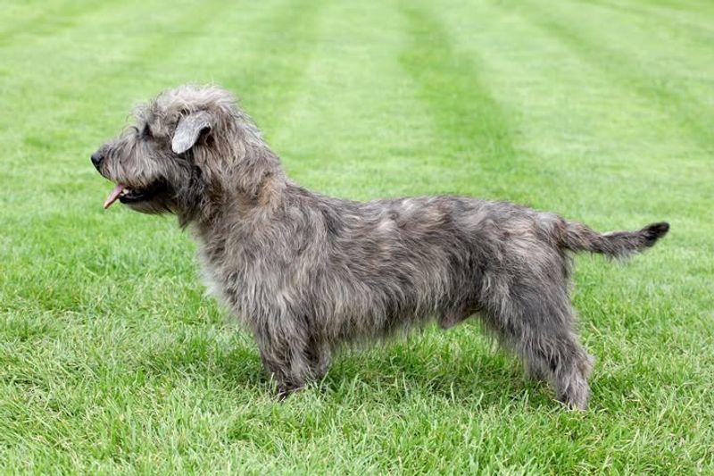 Glen of Imaal Terrier