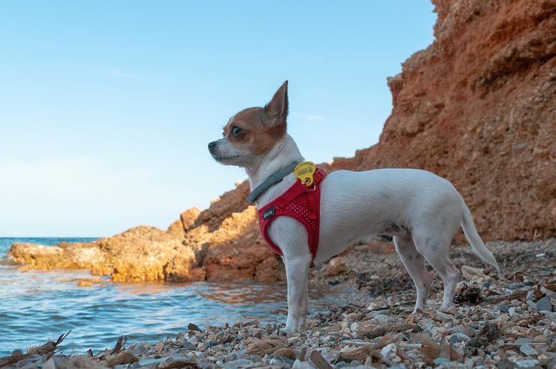 13 top dog breeds you’ll see everywhere in California 8 Chihuahua