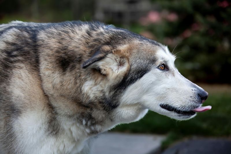 11 Dog Breeds That Bond More with Other Dogs Than Humans 4 Alaskan Malamute